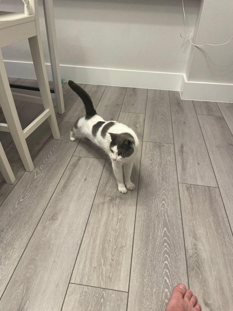 Piper steps out from under the table and stretches