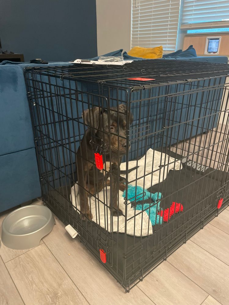 Lola (dog) in her crate with towel and toys looking out at something off camera