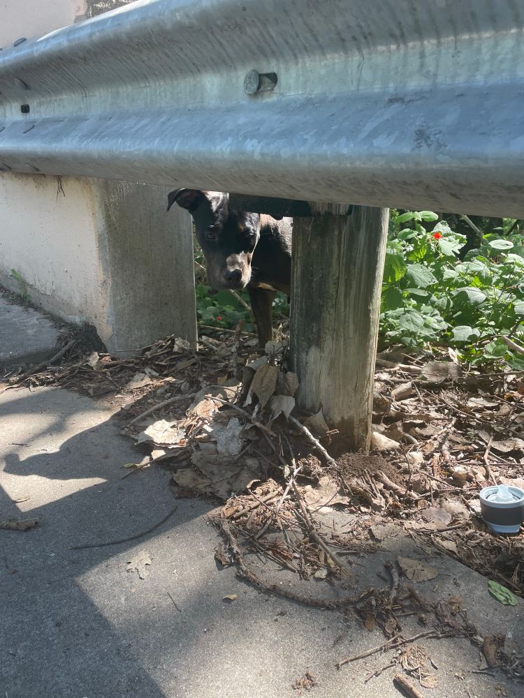 Day one - The stray tentatively peeks under a traffic barrier to the sidewalk at the edge of a bridge.
