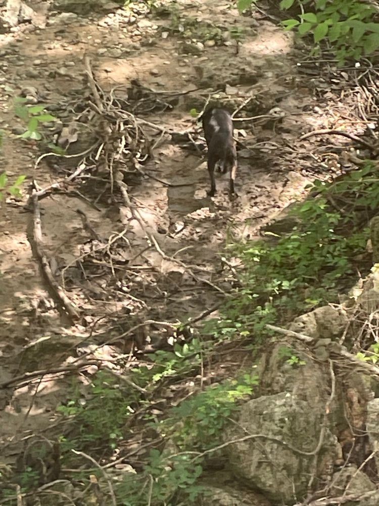 Stray dog wandering in a dry creek bed