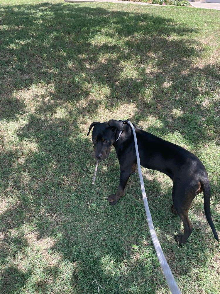 Lola on leash standing on grass. She turns back to respond to her name. She’s home a stick pointed forward so it resembles a cigar.