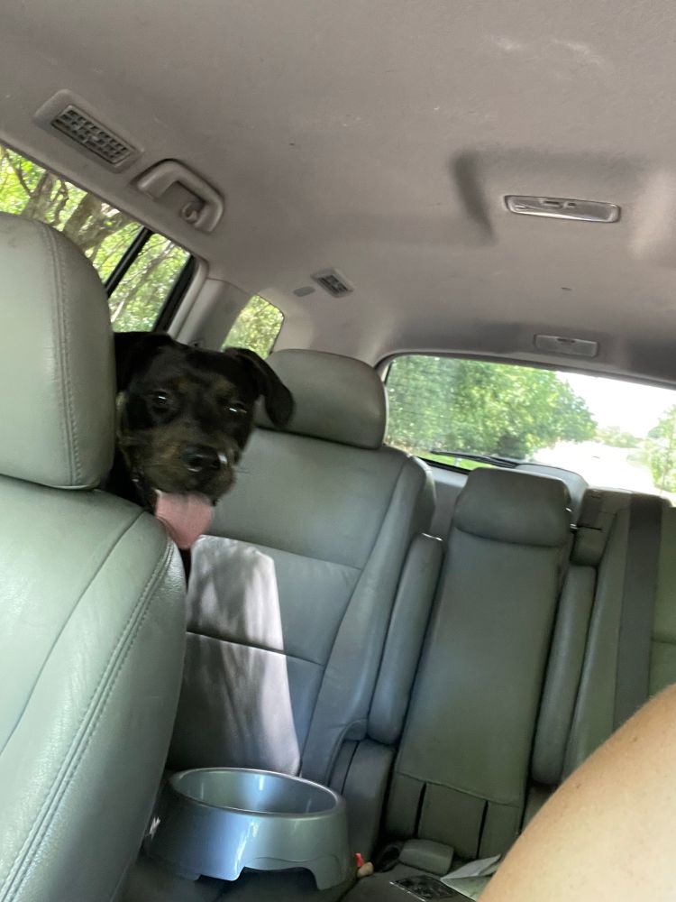 Day two - Lola, as she has now been named, has been loaded in the car with the help of a couple of good samaritans and some doggie treats. She sits in the backseat, peeking her head around the headrest of the passenger seat. Her tongue is out and she’s looking directly at the camera.