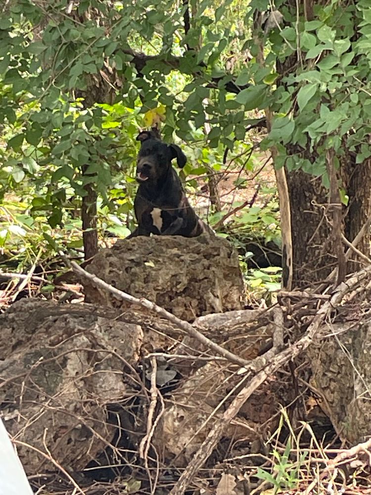 Day one - A brown/black stray dog perches on a rock in the park. Her head is tilted as she looks curiously at the camera. She’s clearly a bully breed with a white patch on her chest.
