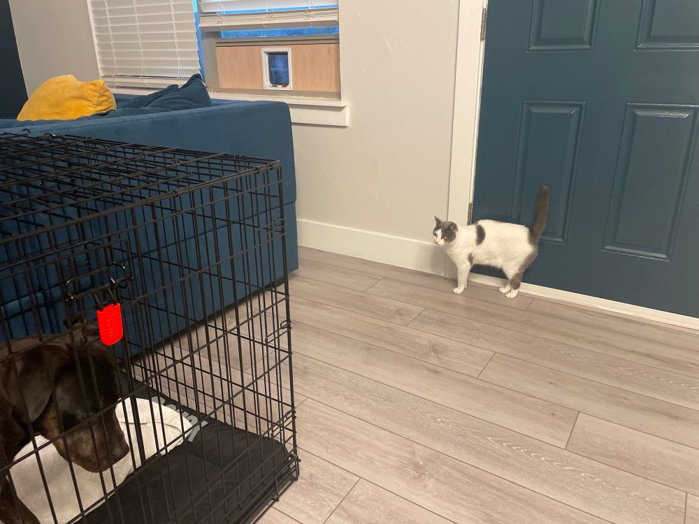Piper approaches from the opposite side of the crate, getting braver