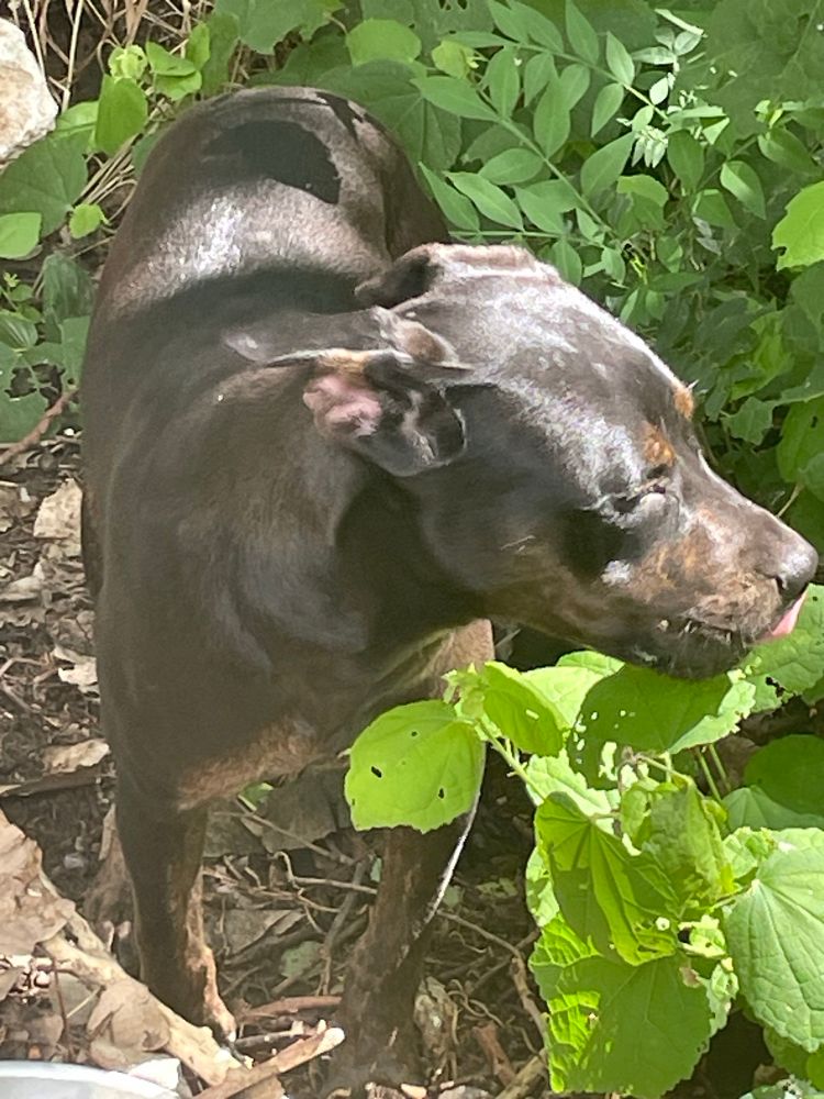 Day one - Closeup of brown/black stray down turning her head to the side. The background is pretty green leaves.
