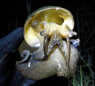 The apple snail is a voracious herbivore affecting freshwaters and rice field in Spain. It truly looks very alien! Photo by Cristobal Rubio.