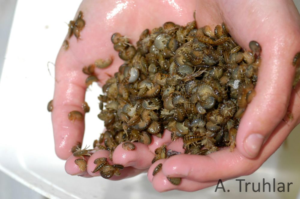 The killer shrimp are small but swarm in big numbers altering trophic webs. Photo by Allison Truhlar.