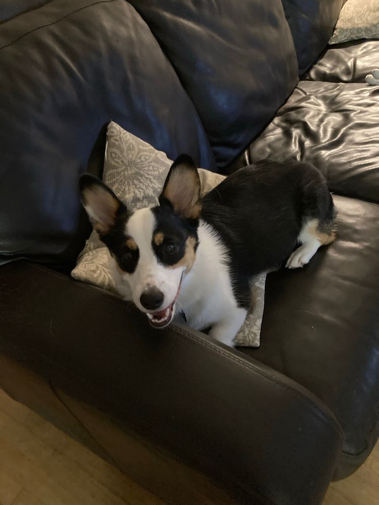 Corgi on a couch