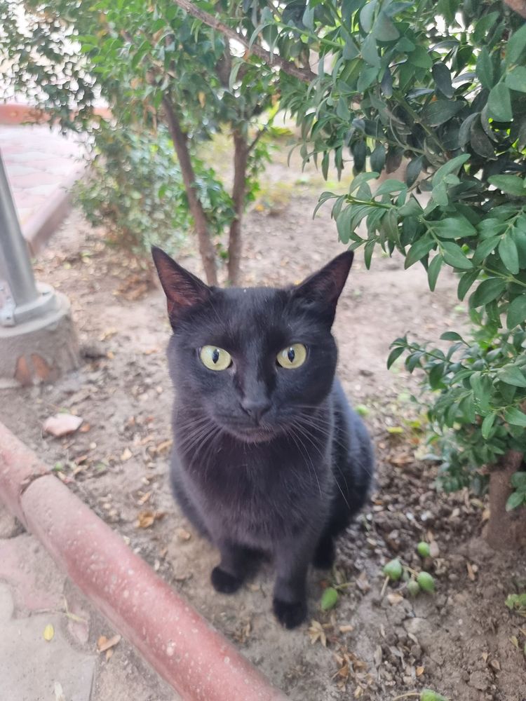 Zuzy, my black cat, looking at the camera.