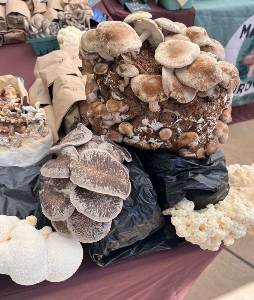 Mushroom growing kit with variety of mushrooms from brown to white