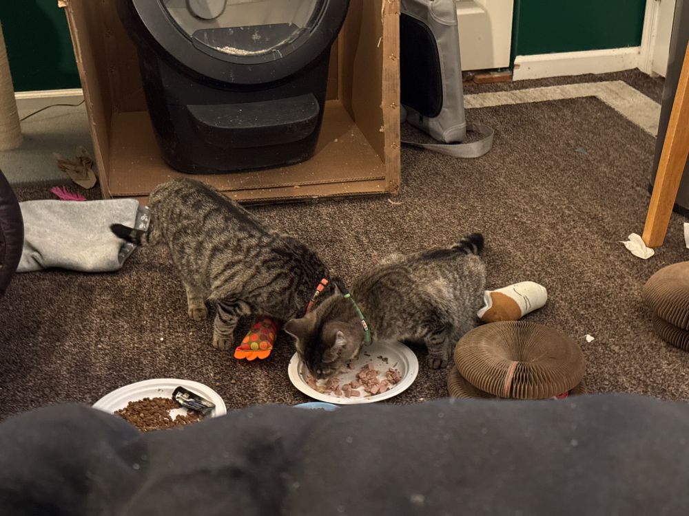 Two gray tabby cats eating off a paper plate. The left cat has an orange collar and the right cat has a green collar 