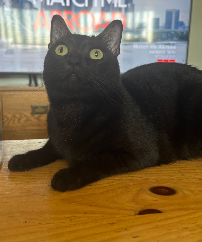 squid laying on a wood coffee table , she’s looking up into the void with super wide eyes. her head is very round and due to the angle of the photo, her face is mostly snout