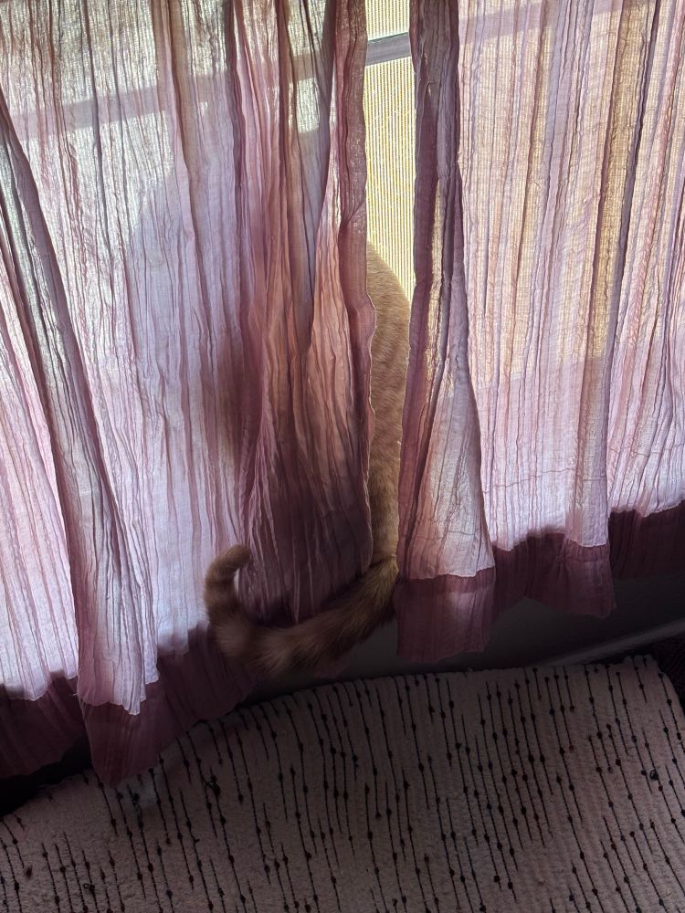 ham hidden behind some pink curtains with only his tail curled out into view 