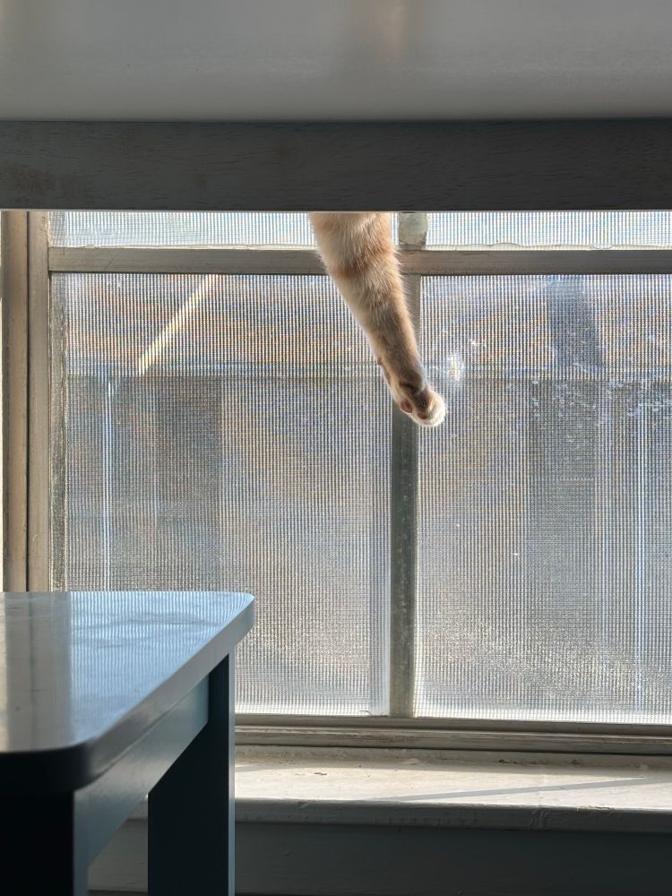 a photo i took from under my table, ham’s arm is dangling over the edge 