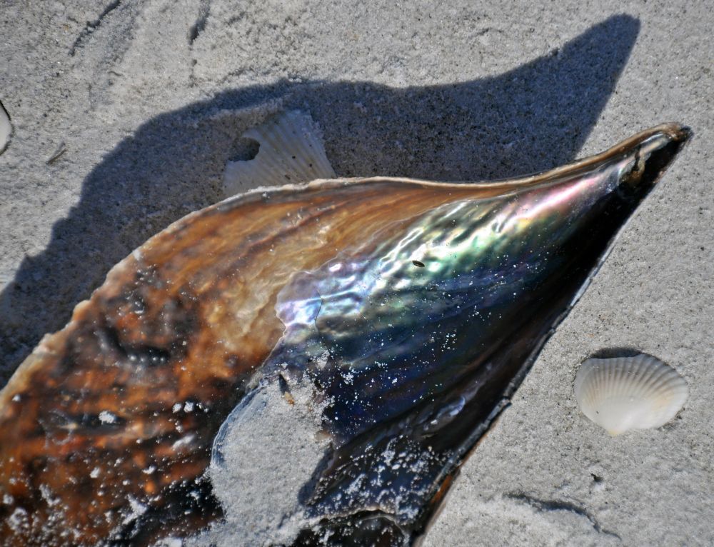 pen shell on the beach