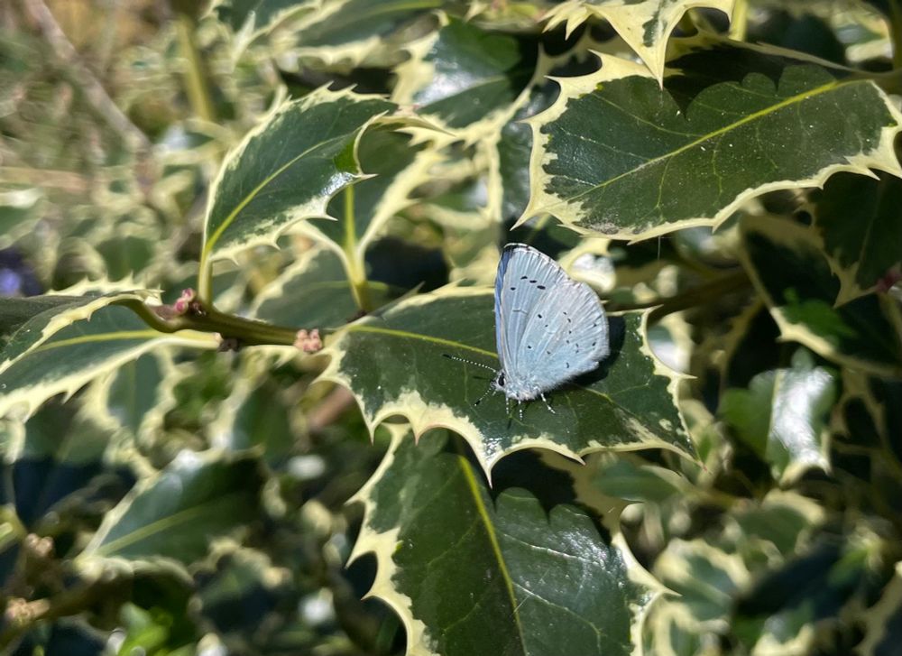 Holly Blue on holly. 