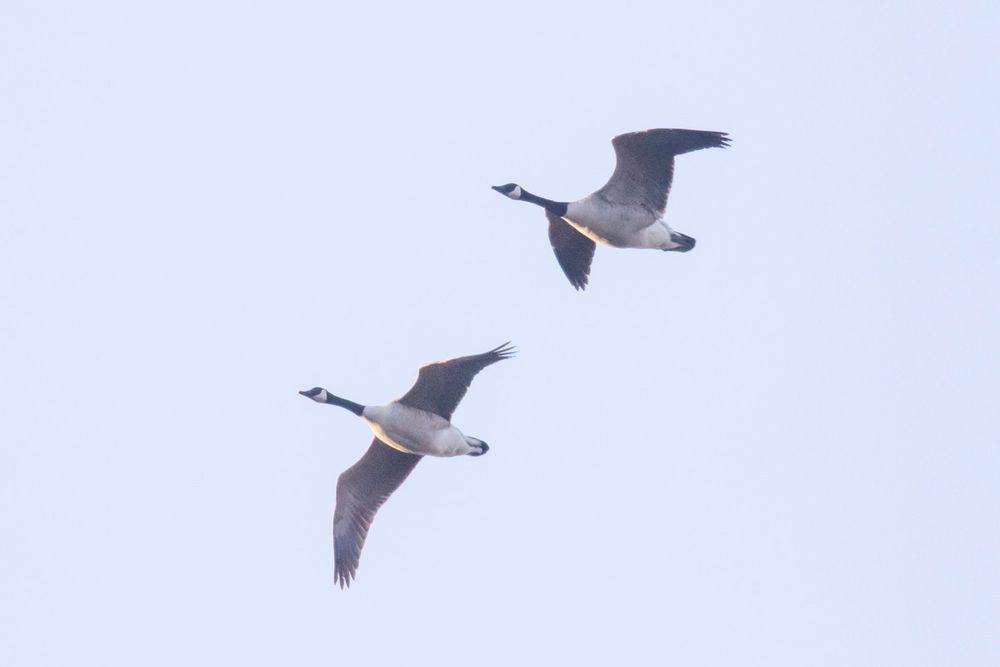 The first Canada Geese in 12 months 