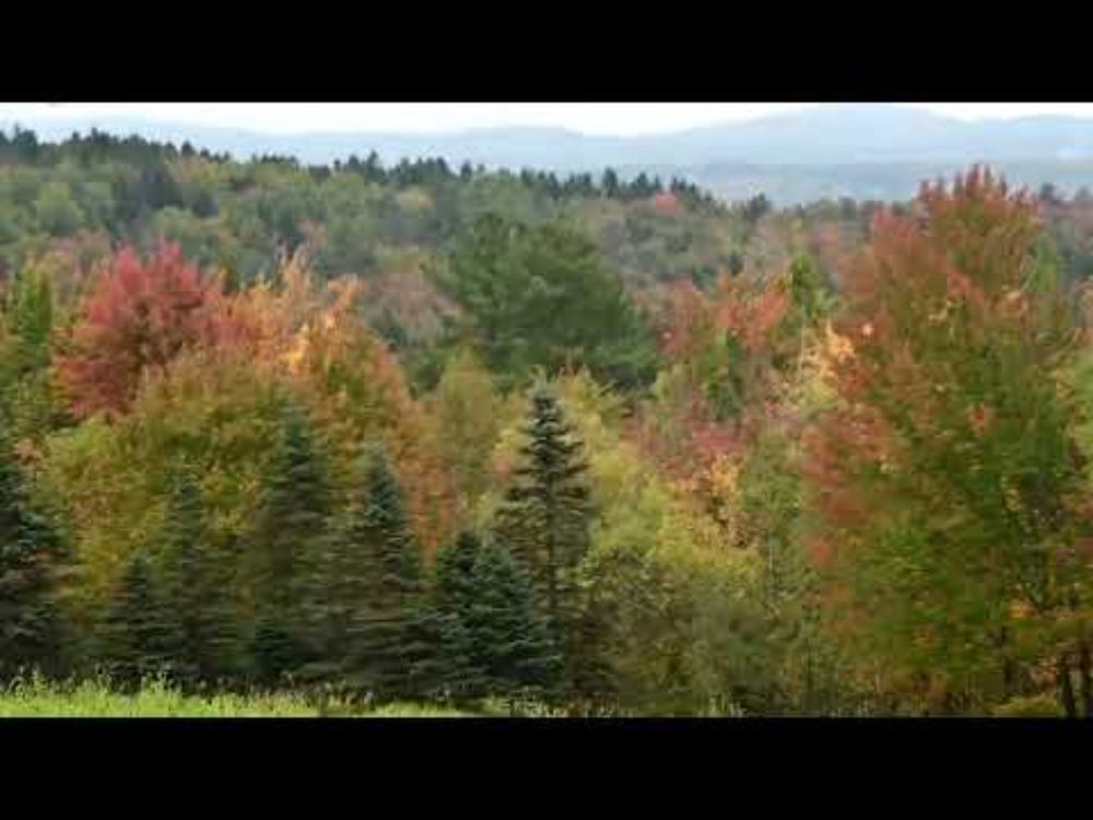 Vermont fall Foliage 10 7 24