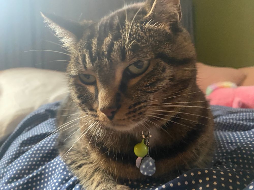 Kimchi, a black and brown tabby, looking super suspicious. 