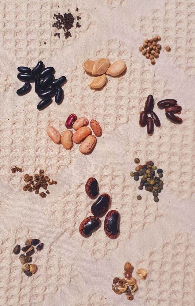 Collection of different seeds, incl. several bean types, lentils, squash, beetroot, calendula, kohlrabi, coriander and sunflower.