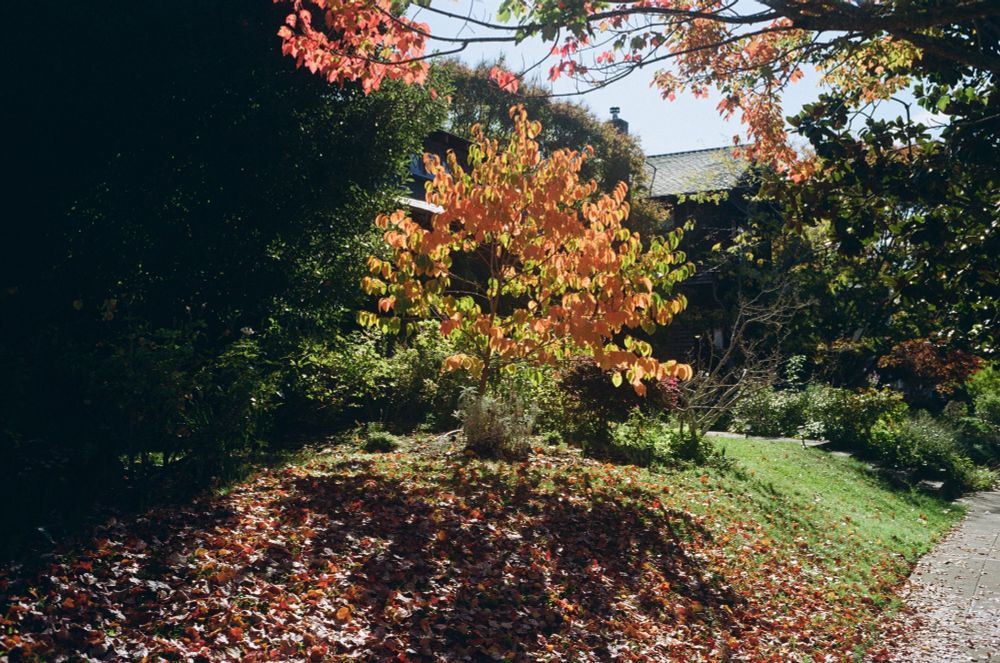 A short tree with orange leaves on it, many red-brown leaves have fallen on top of the green grass around it