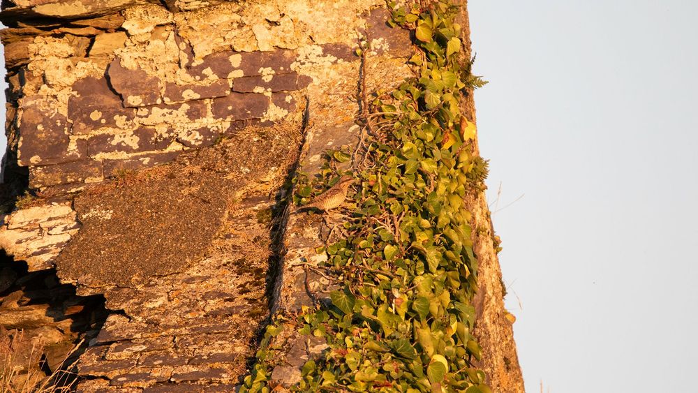 Wryneck on derelict building roof