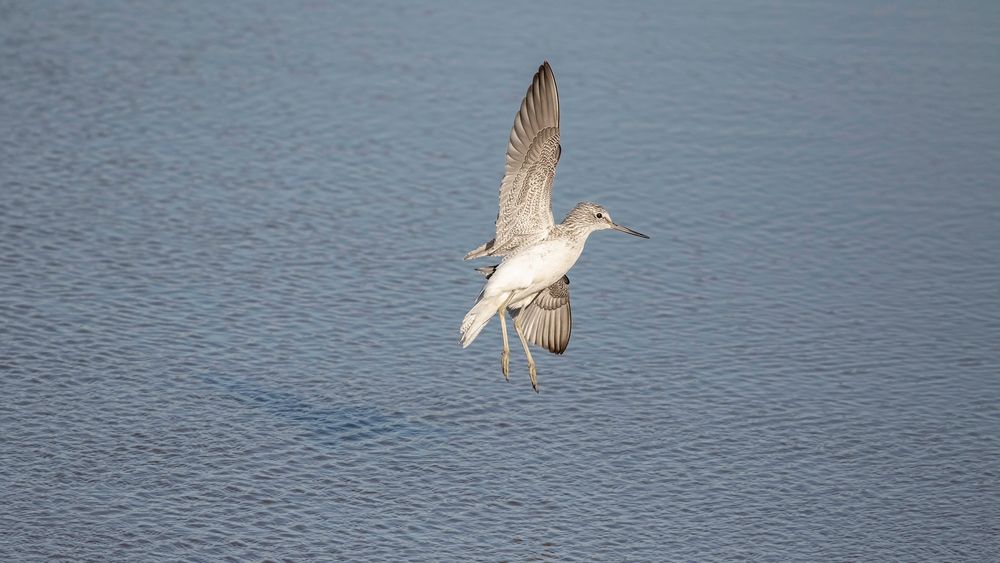 Common greenshank, banking during landing with right wing extended high, landing over water.