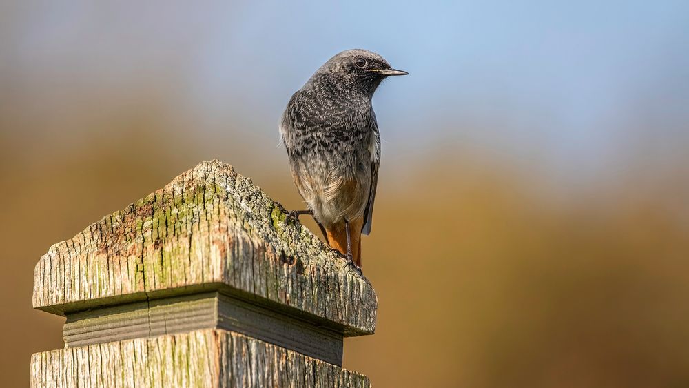 Male Black Redstart perched on a footpath marker post
