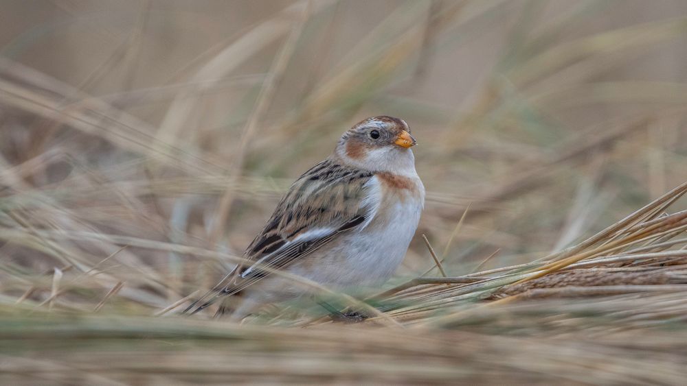 Snow Bunting in Marram Grass