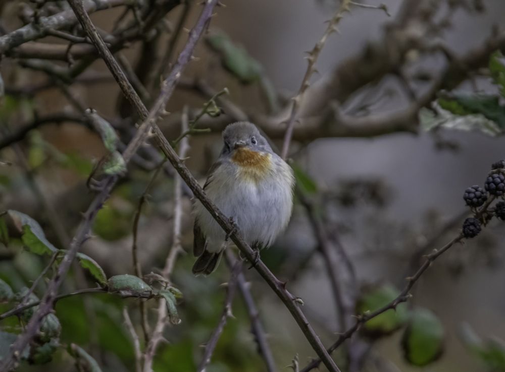 Male Red-Breasted Flycatcher, perched on a Hawthorn, looking at the camera