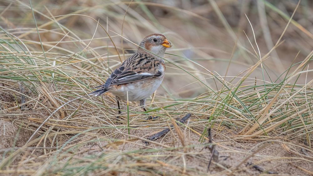 Snow Bunting in sand dune, surrounded by Marram Grass, eating a seed from a fallen seed head.  Bird is three quarter rear view, looking over it's shoulder.