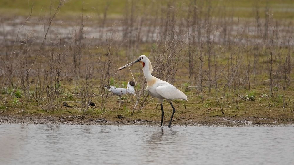 Summer plumage Spoobill with large stick in its spoon shaped bill