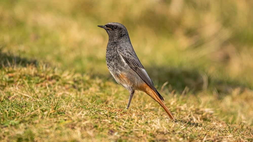 Male Black Redstart perched on the ground