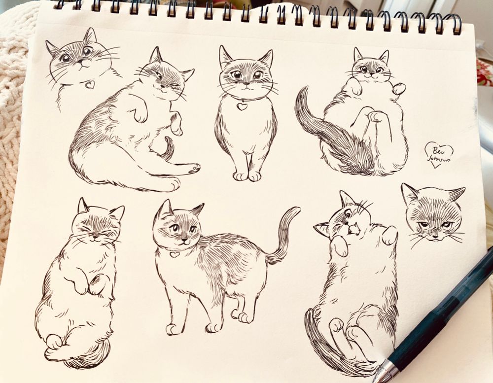 pen sketches of my cat coconut  