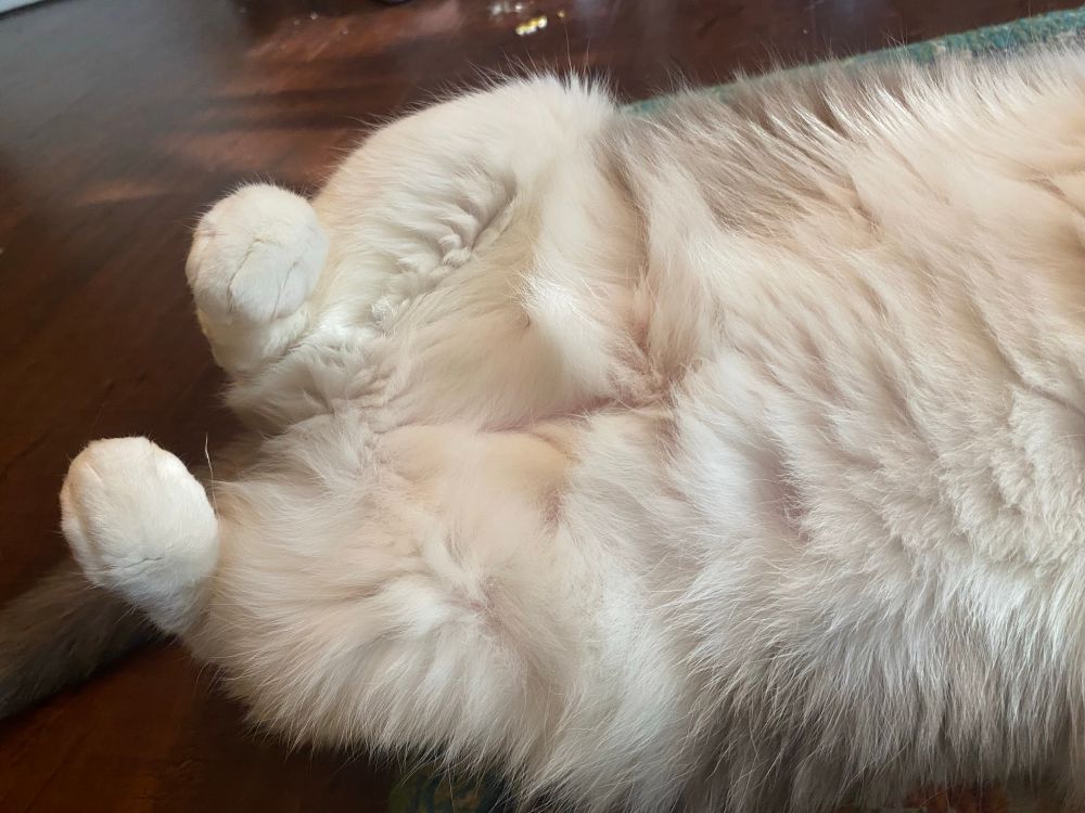 Coconut’s little cotton ball feet 