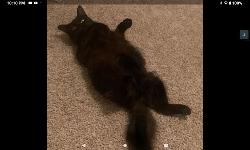 Black cat on rug before close up. 