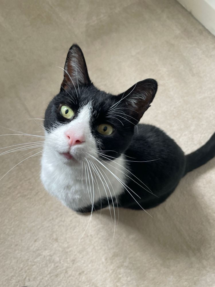 Black and white cat 