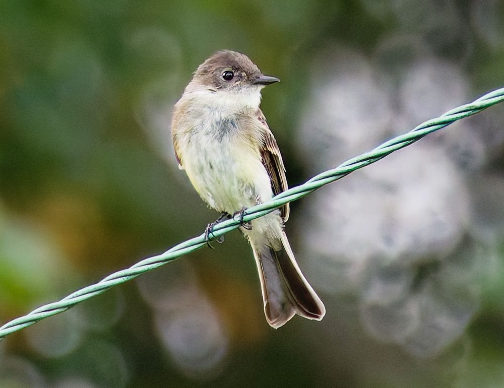 An Eastern Phoebe perches on a handsomely verdigris coated electrical wire, in a mild light, with a blurred leafy background. 
