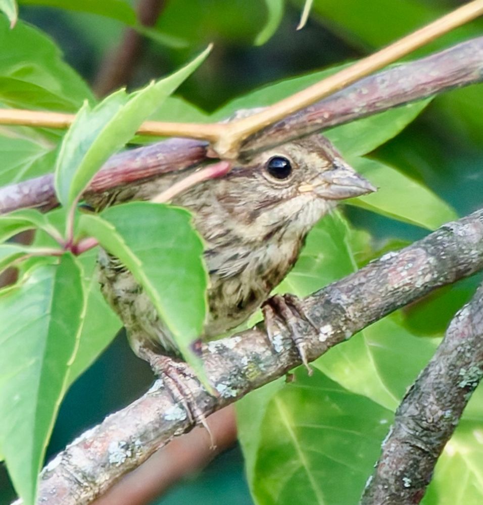 A partly hidden Song Sparrow peers expectantly from a leafy perch in an very even light. 
The sparrow’s feet have such extraordinarily long “toenails” as to make certain humans envious. 