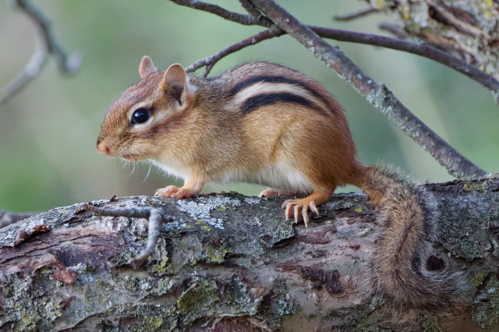 A Chipmunk takes a moment to enjoy the evening calm under a wild apple tree’s canopy on a branch near the trunk. 