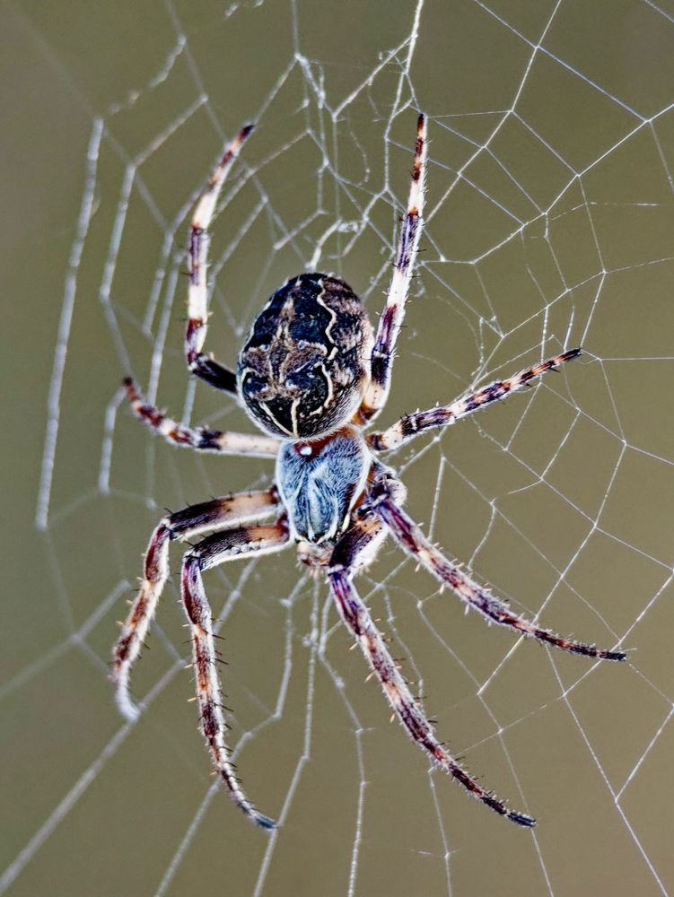 A Bridge-spider shows off its subtle multi-coloured nature and central web against a uniform gray-green gradient background. 