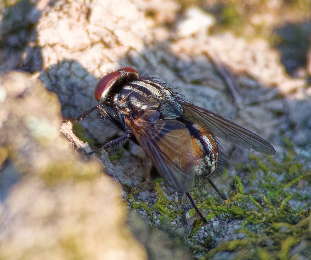 A healthy, rather attractive Face Fly (which is unfortunately a pest to livestock and people) rests quietly in a little moss lined crevice, on the rough bark of a fallen tree. The low, warm sunlight helps the little creature cast a big shadow. 