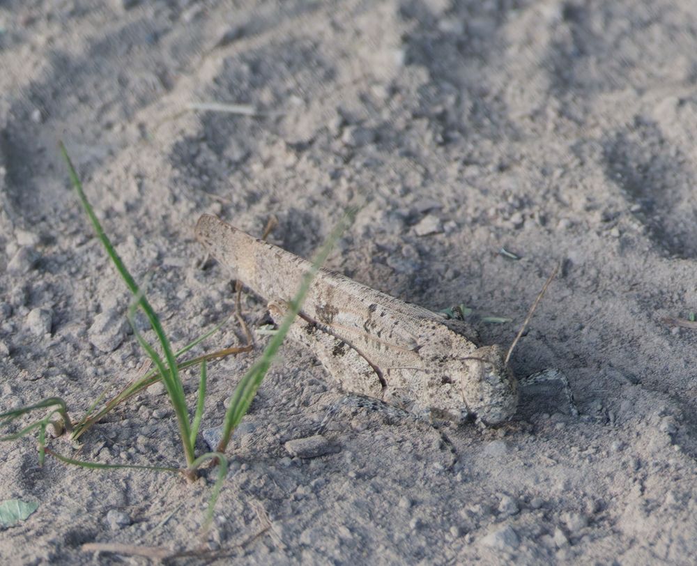 Even with sharp eyes (the camera autofocus was somewhat befuddled) you might have difficulty spotting this Carolina Locust on the dry soil of the farm lane seen here. The wonder is just how well it blends in. There are five or six tiny shoots of green grass in the foreground, just for contrast. 