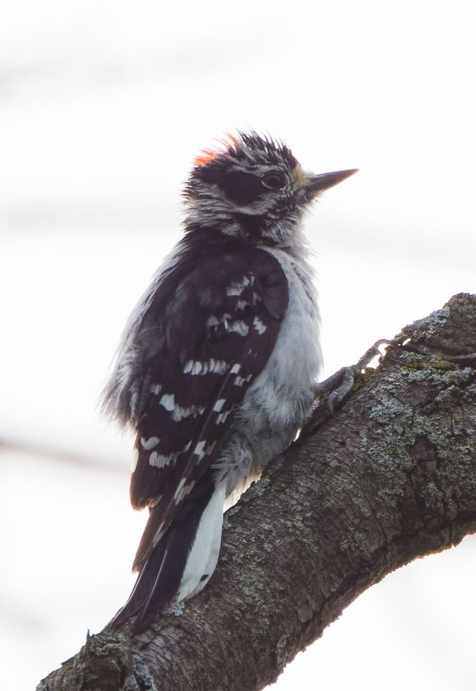 A small male (I’d say juvenile) Downy Woodpecker perches on a relatively large diagonal branch. The background is as photographers say “blown out” or overexposed to white, making an almost black and white image. 