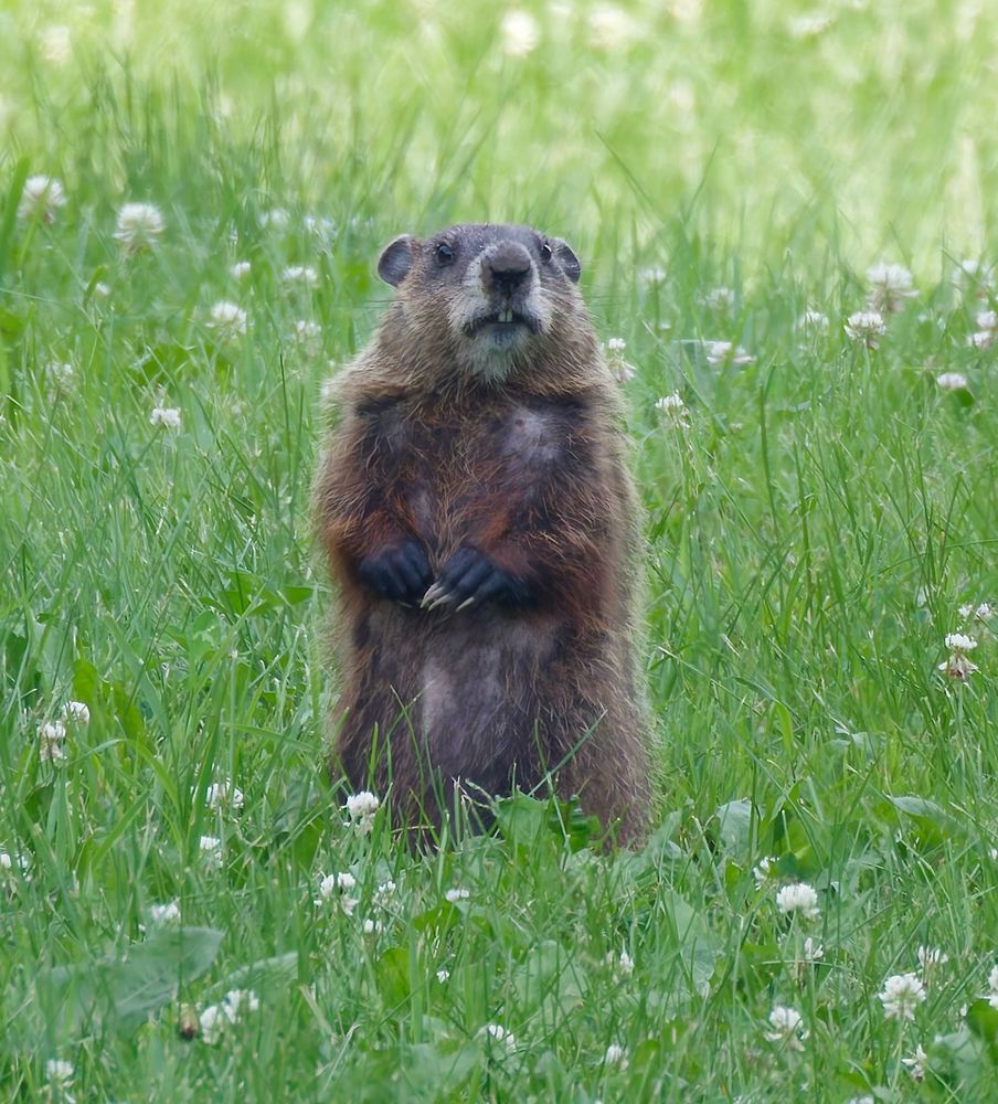 A Groundhog stands on its hind legs is a shady spot and ponders a fine stretch of clover and grass. It appears uncertain, confused, perhaps perplexed. I can’t see any reason for its demeanour, but I share it, and can think of much to account for my befuddlement. 