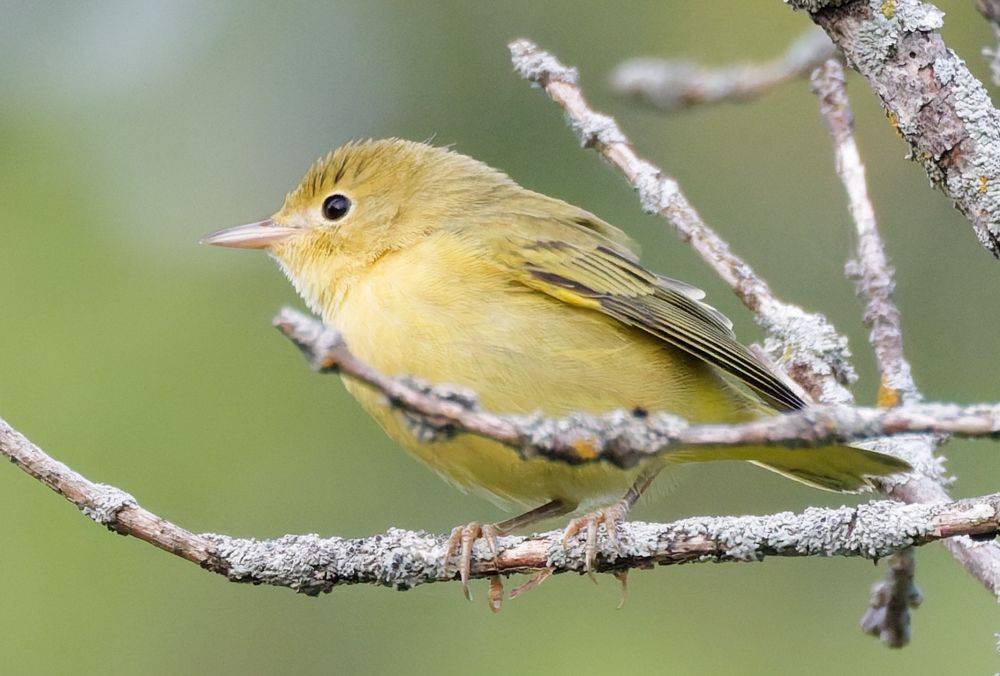 The Yellow Warbler perches in dying Ash tree. The light is filtered by wildfire smoke. I’m hoping it’s not too troubled by the thick hot air. 