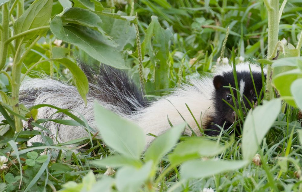 A skunk with very bright eyes and a lavish deportment poses amid a host of greenery - at a glance I can see at least 6 plant species. 
(It’s unusual for a skunk to appear so appealing - generally they have a rather menacing, mean aspect. I’m glad I wasn’t “taken in” by this come hither look!)