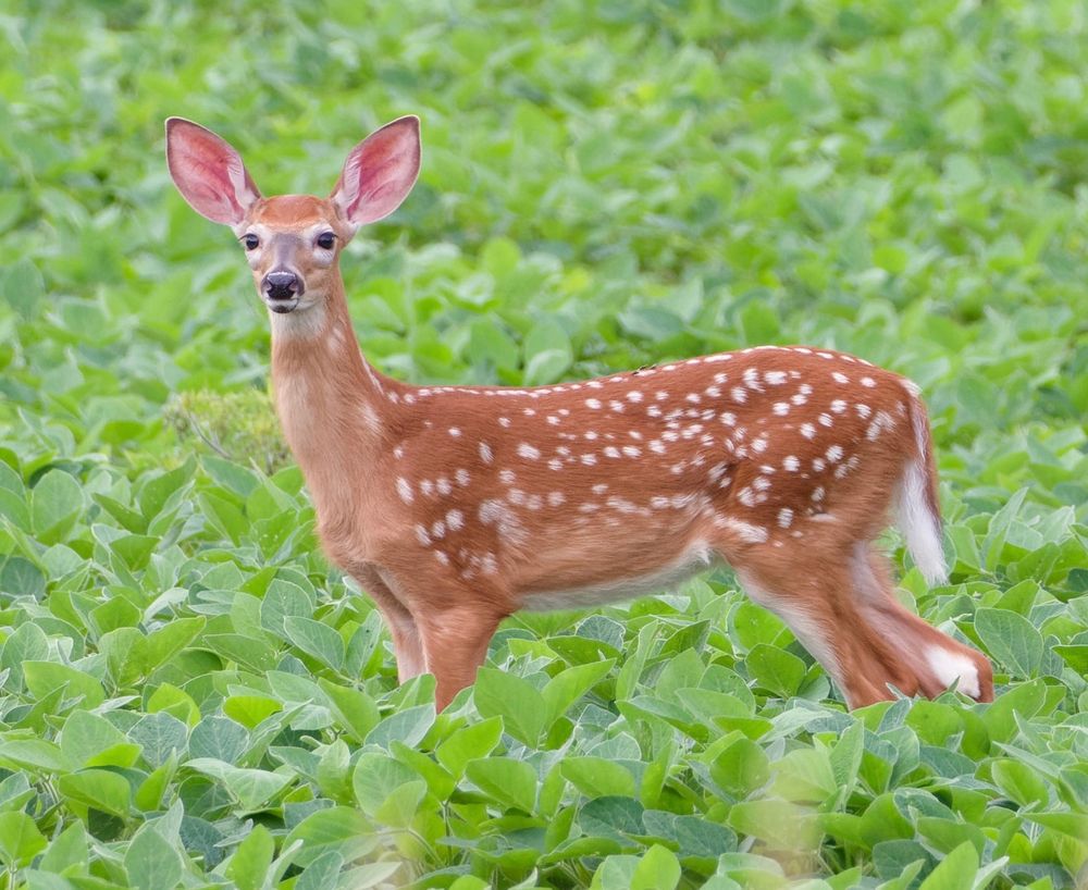 An adolescent faun in a soybean field gazes at us without restraint or reservation, ears pricked up as tall as could be. 

(As a former teacher I would sometimes imagine a class of equally avid looking students as this, charmed and receptive, so ready to learn.)
