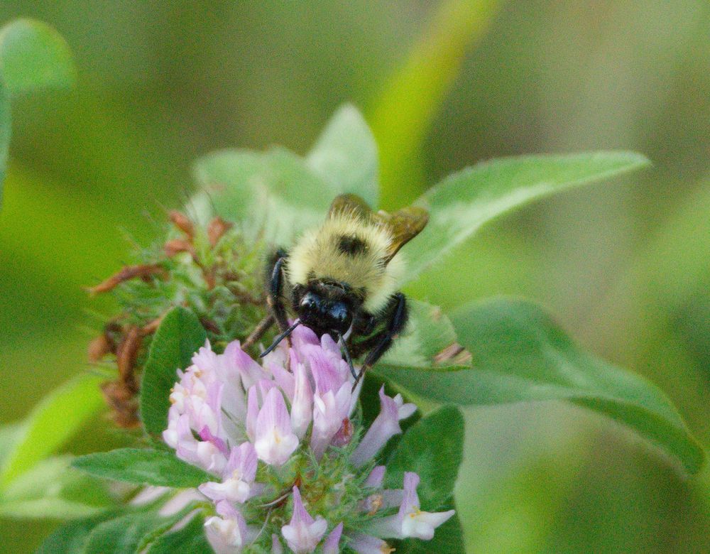 A Two-Spotted Bumblebee looks “directly” at us while gathering from a clover flower. 
