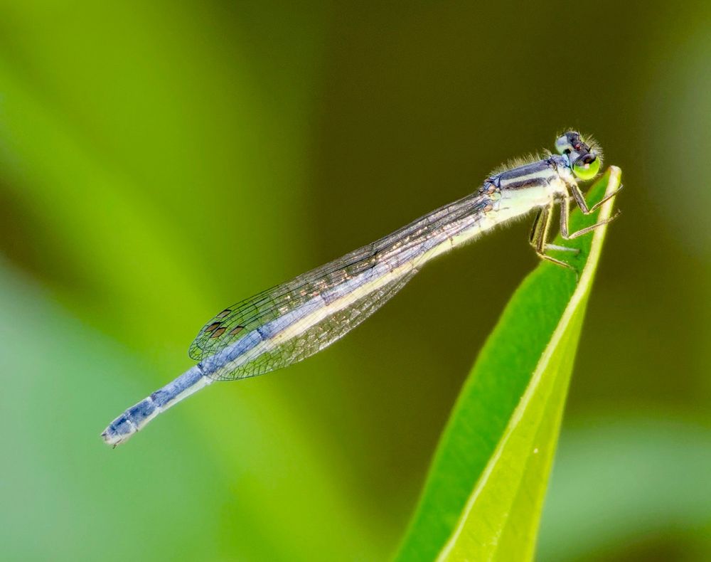 A lovely blue-transparent Damselfly perches elegantly by the river on the tip of a new leaf in a glow of low warm light. 